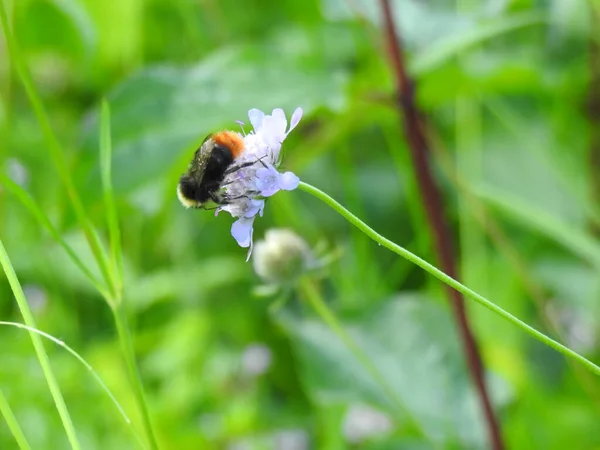 傾斜した茎を持つ繊細な花に昆虫 — ストック写真