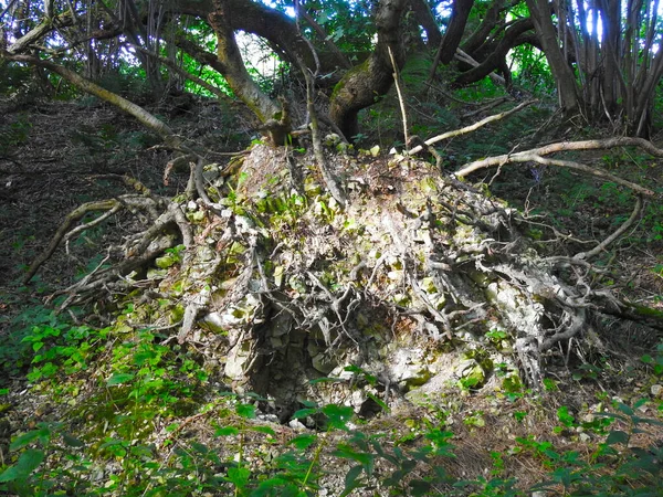 土や石で木の根 — ストック写真