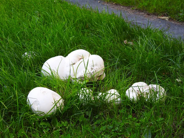 Champiñones Blancos Grandes Pequeños Sobre Hierba Verde —  Fotos de Stock