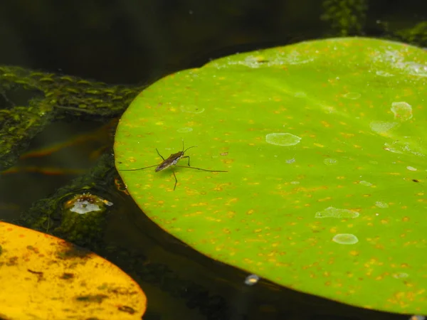 Vodní Skluzavka Velkém Zeleném Listu — Stock fotografie