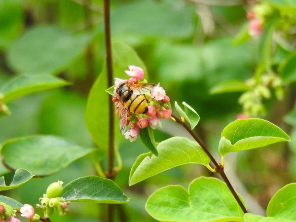 緑の葉で茎の芽や花に抱かれる — ストック写真