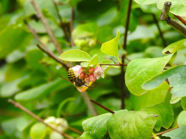 昆虫で茎を切る — ストック写真