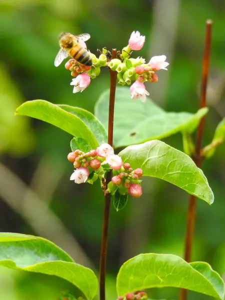 昆虫で茎を切る — ストック写真