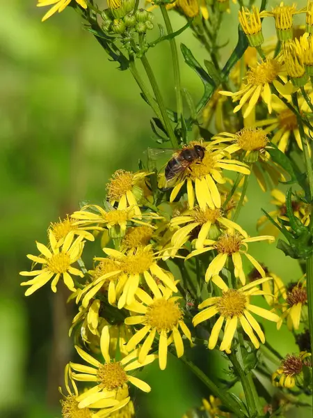 虫のいる花弁の野生の黄色の花 — ストック写真