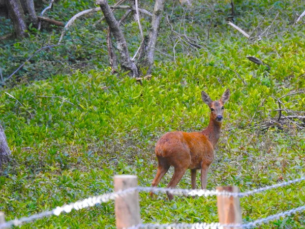 鹿は頭を写真家の方に向け — ストック写真