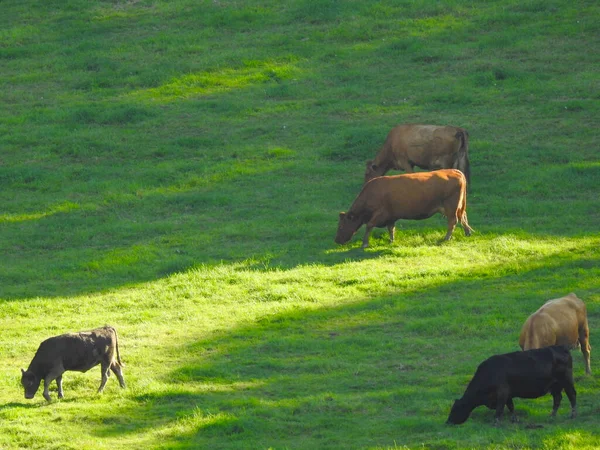 Groupe Vaches Sur Pâturage Vert Herbeux — Photo