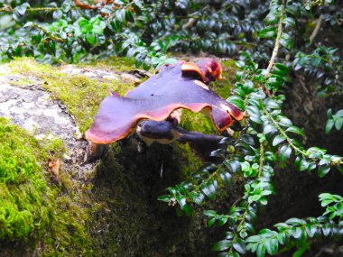 Eski bir yatay sandığa siyah mantarlar serpiştirmek