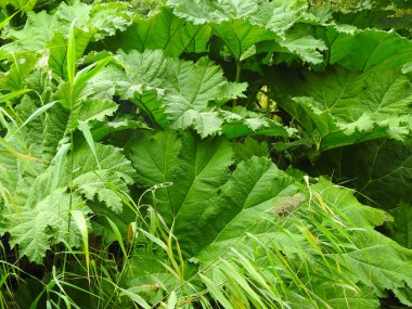 Ormanda yandıktan sonra ağaç gövdesi.