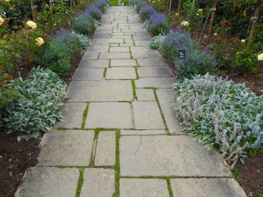 Ormanda yandıktan sonra ağaç gövdesi.