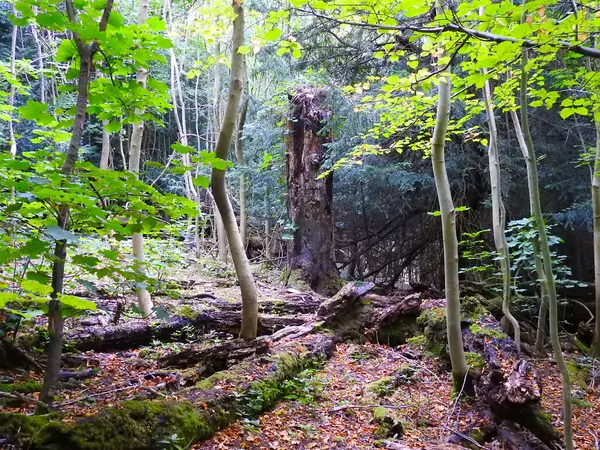 Tronco Albero Dopo Aver Bruciato Nella Foresta — Foto Stock