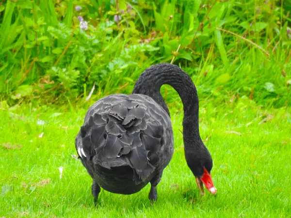 Schwarzer Schwan Auf Dem Grünen Gras — Stockfoto