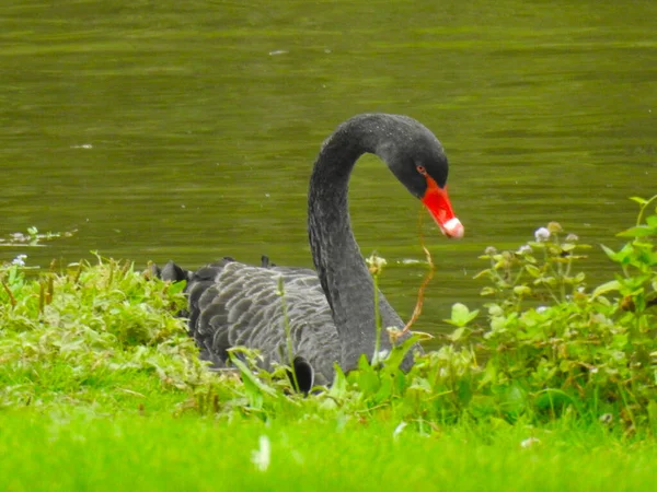 Schwarzer Schwan Auf Dem Wasser Grünen Ufer — Stockfoto