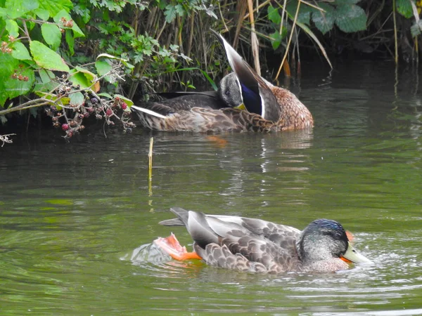 Zwei Enten Auf Dem Wasser Der Eine Reinigt Die Federn — Stockfoto