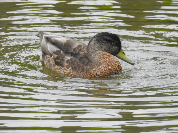 Pato Com Uma Cabeça Preta Água — Fotografia de Stock