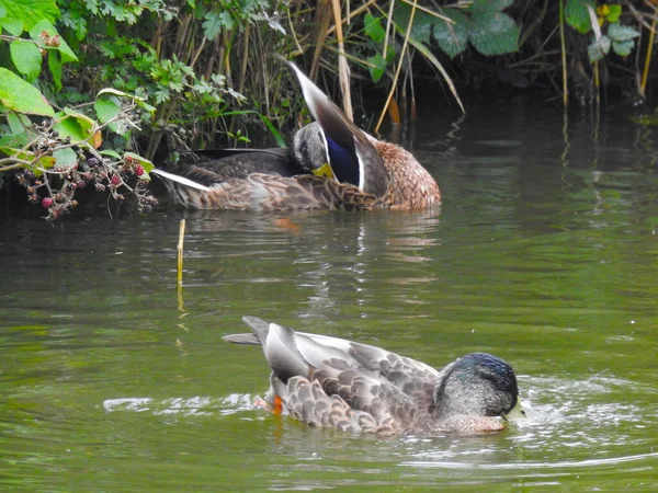 Twee Eenden Het Water Ene Reinigt Veren Andere Stroomt — Stockfoto