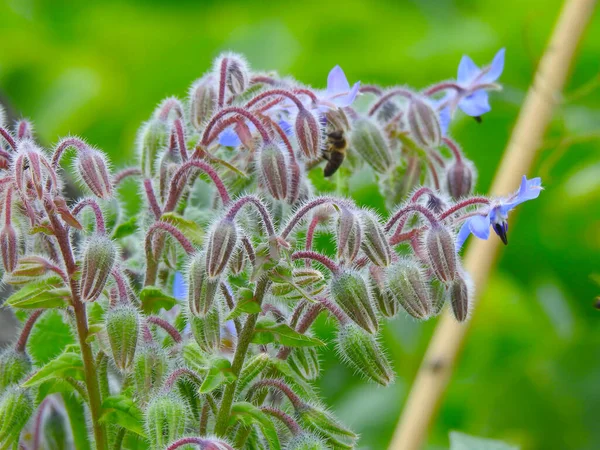 Flores Brotes Azules Delicados Con Insecto —  Fotos de Stock