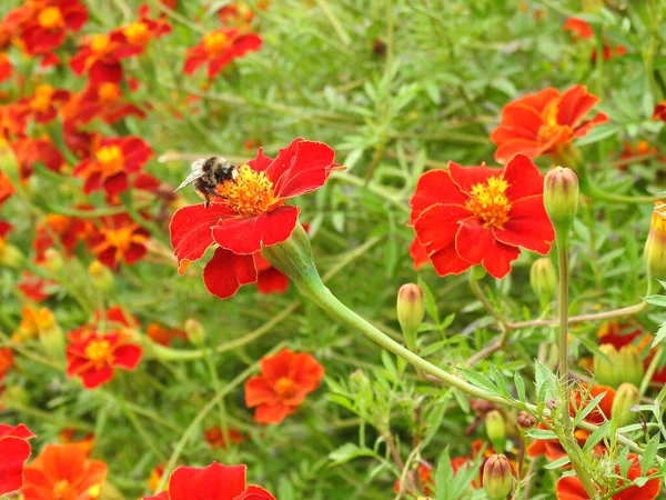 Egy Rovar Egy Vörös Virágon Szirmokkal Egy Sárga Középponttal — Stock Fotó
