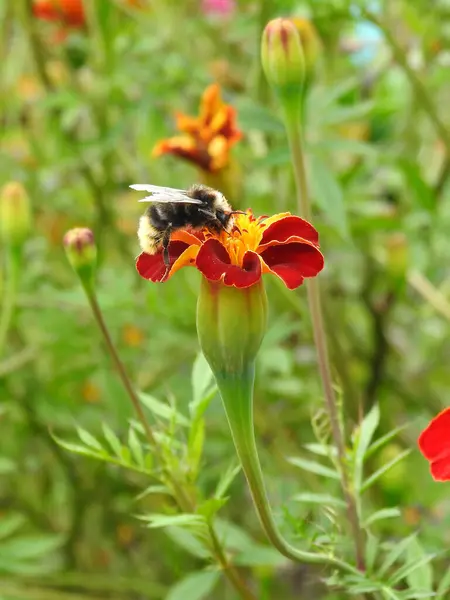 花弁と黄色の中心を持つ赤い花の昆虫 — ストック写真