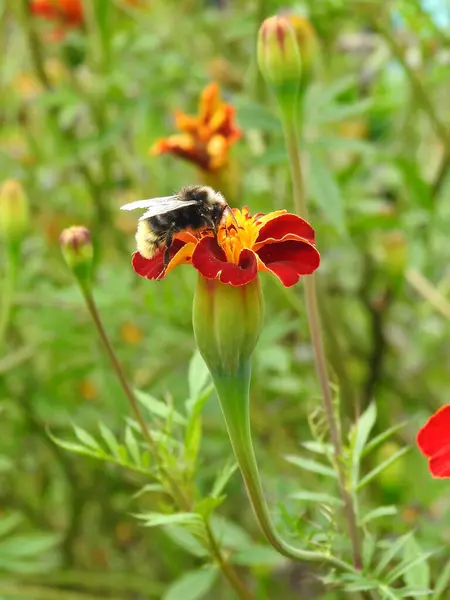 花弁と黄色の中心を持つ赤い花の昆虫 — ストック写真