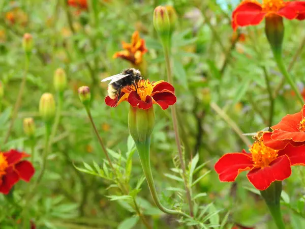 Hmyz Červené Květině Okvětními Lístky Žlutým Středem — Stock fotografie