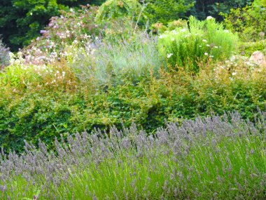 Bahçedeki çeşitli çiçek ve bitkilerin manzarası