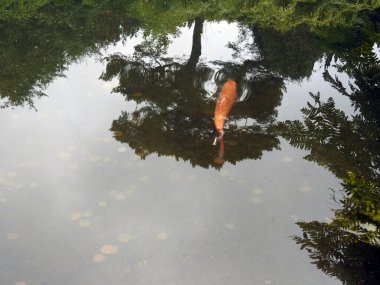 Suda portakal balığı, altta da bozuk para.