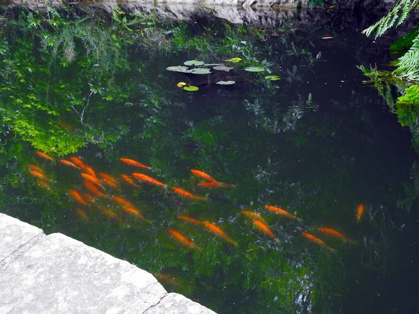 Peces Anaranjado Negros Nadan Agua — Foto de Stock