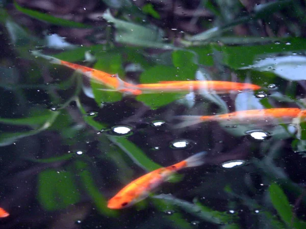 オレンジ色の魚が水中で泳いでいる — ストック写真