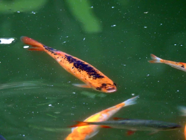 オレンジ色の魚が水中で泳いでいる — ストック写真