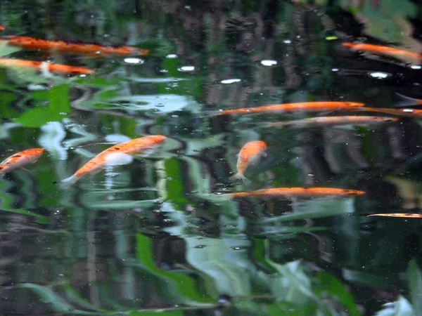 オレンジ色の魚が水中で泳いでいる — ストック写真