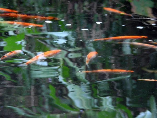 オレンジ色の魚が水中で泳いでいる — ストック写真