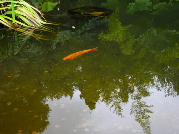 底の水とコインの中のオレンジ色の魚 — ストック写真