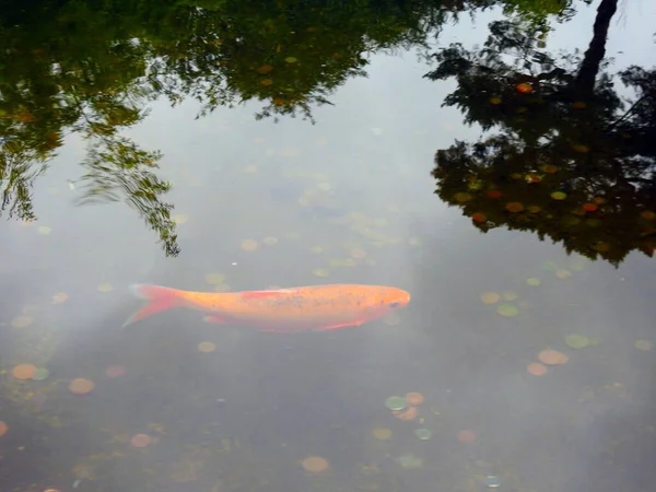 底の水とコインの中のオレンジ色の魚 — ストック写真