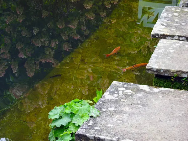 庭の水とオレンジ色の魚が見える歩道橋 — ストック写真