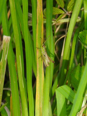 Uzun yeşil su otlarının üzerinde bir çekirge