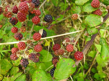 Böğürtlenler olgunlaşmış ve olgunlaşmış dikenli bir çalılığın üzerinde.
