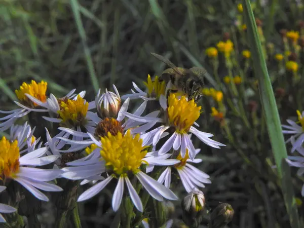 Divoké Bílé Květy Žlutým Středem Hmyzem — Stock fotografie