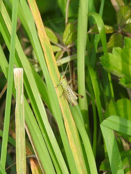 背の高い緑の水の草の上のバッタ — ストック写真