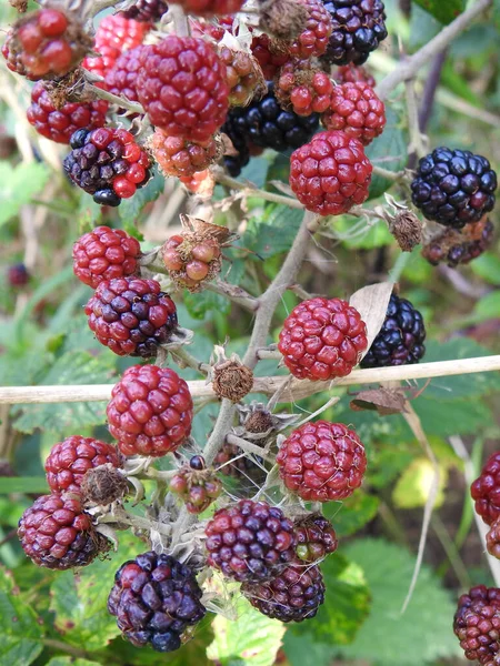 Blackberries Ripe Ripening Twings Thorny Bush — Stock Photo, Image