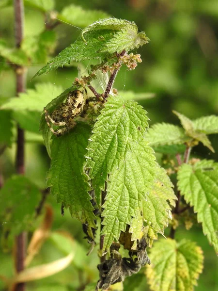 Large Spider Makes Spider Web Stalk Leaves Nettle — Stock Photo, Image