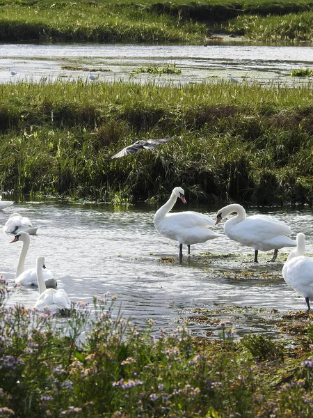 Gruppe Weißer Schwäne Auf Dem Flachen Wasser — Stockfoto