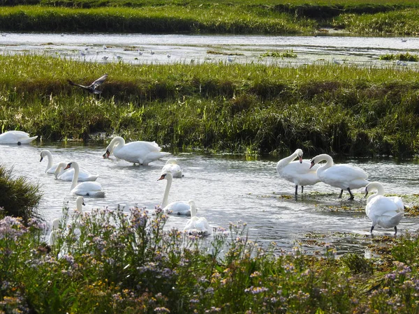 Gruppe Weißer Schwäne Auf Dem Flachen Wasser — Stockfoto