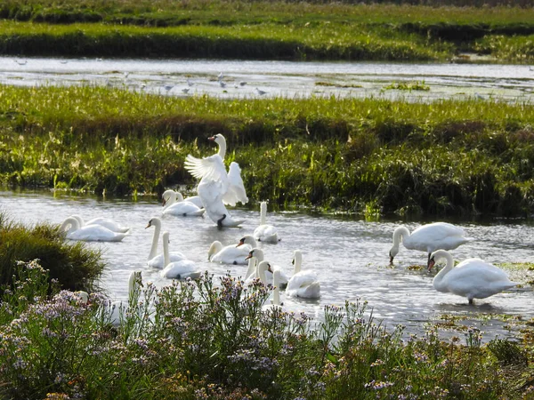 Gruppe Weißer Schwäne Auf Dem Flachen Wasser — Stockfoto