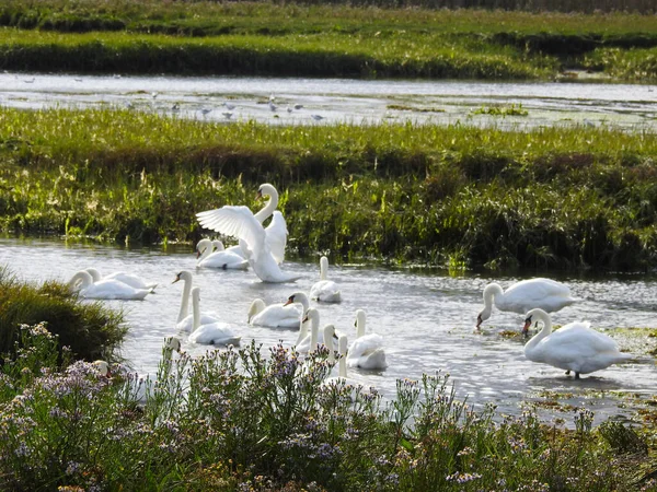 Gruppe Weißer Schwäne Auf Dem Flachen Wasser — Stockfoto