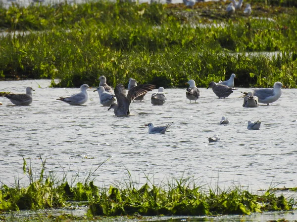 Eine Gruppe Vögel Auf Dem Sumpfigen Boden Und Flachen Wasser — Stockfoto