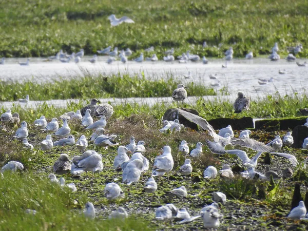 湿地帯や浅い水の上に鳥のグループ — ストック写真