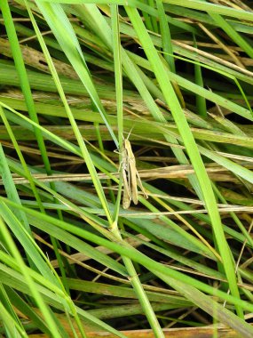 Yeşil otların üzerinde bir çekirge