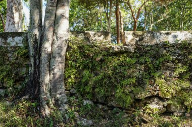 bitkilerle kaplı taş duvar