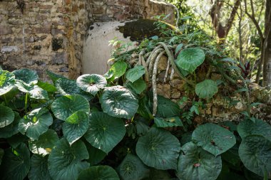 taş duvar bir tropikal orman bitkileri ile kaplı. 