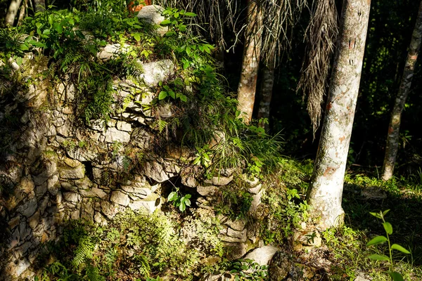 Muro de piedra cubierto de plantas en un bosque tropical . — Foto de Stock